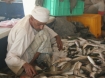 Fish Market, Oman